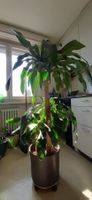 Schöne Palme \ Pflanze